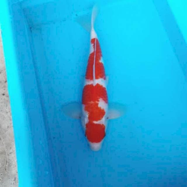 NJK - MARUTEN KOHAKU