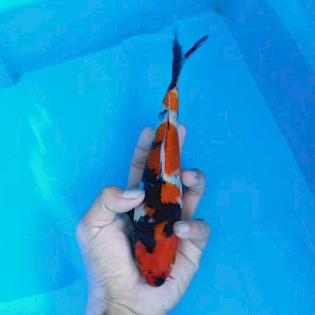Showa 23 cm