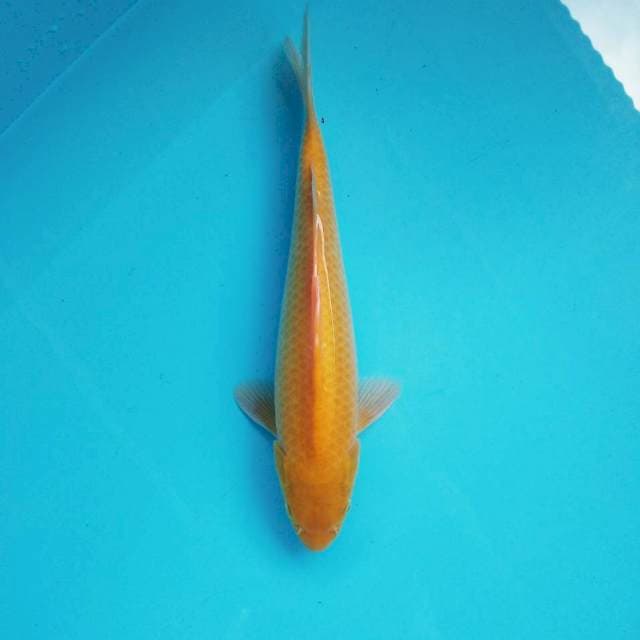 4. Karashi || 31 cm