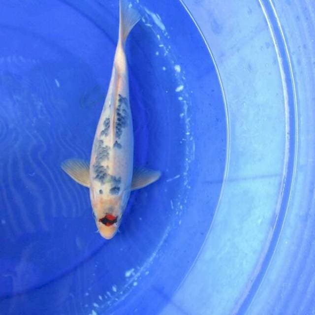 Tategoi tanchi joss ±32cm