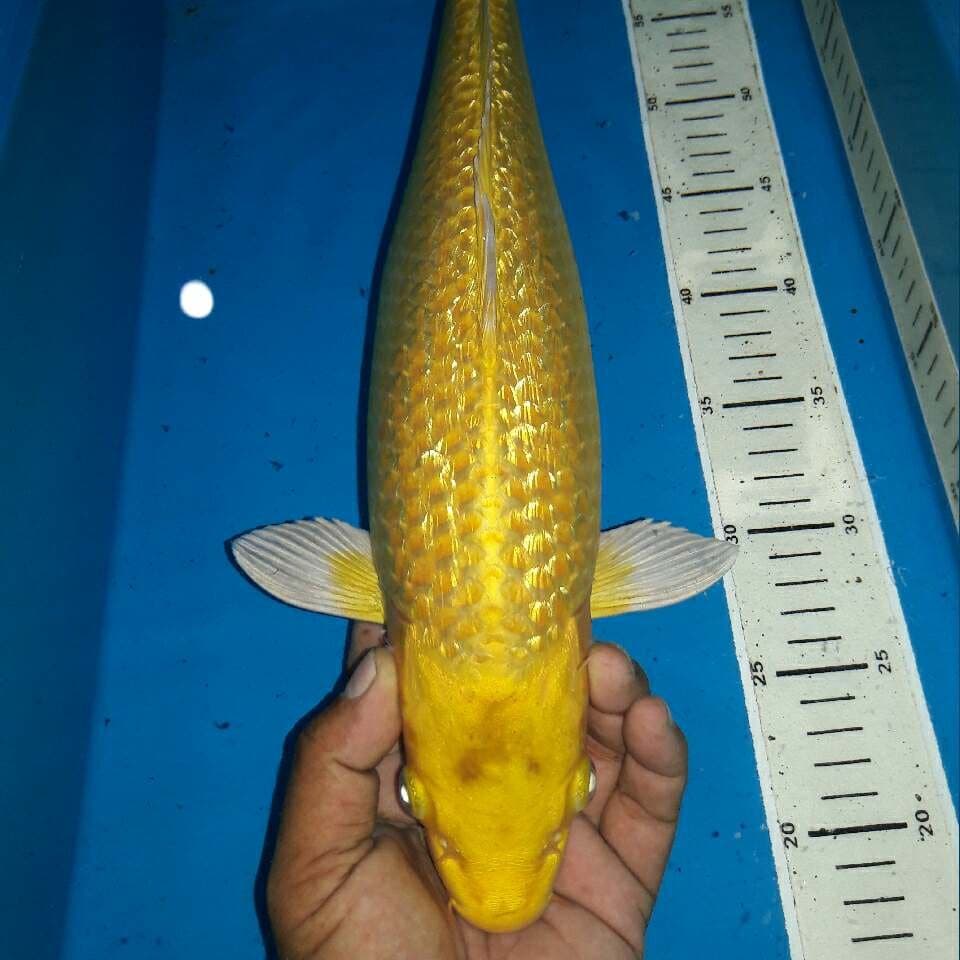 Yamabuki ogon ginrin