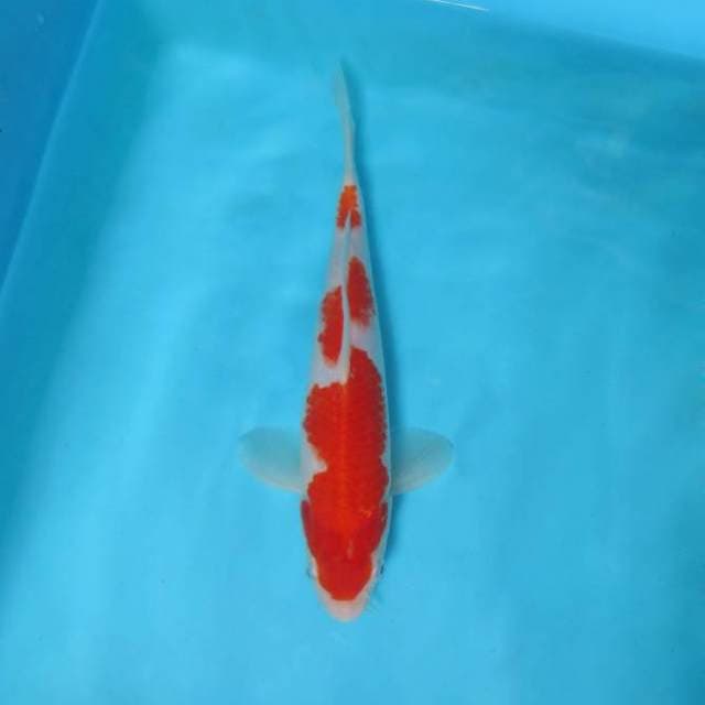 7. DAMARKOI ( KOHAKU 3 STEPS )