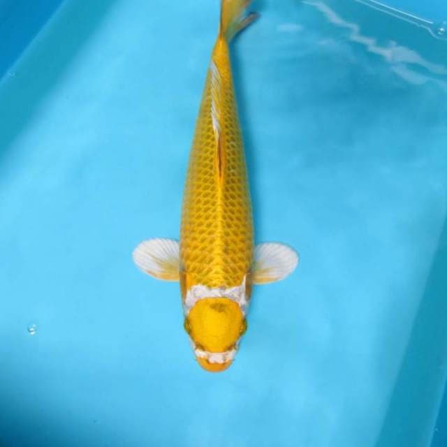 9. DAMARKOI ( MARUTEN HIKARI A )
