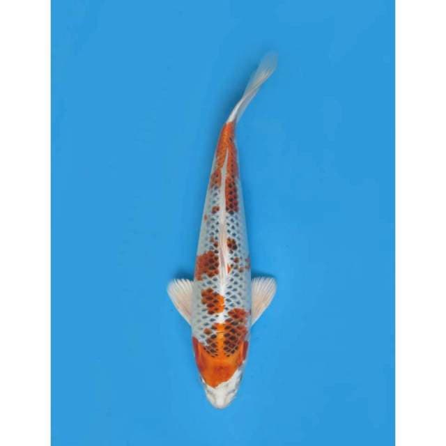 Kujaku F1, Male - 29cm