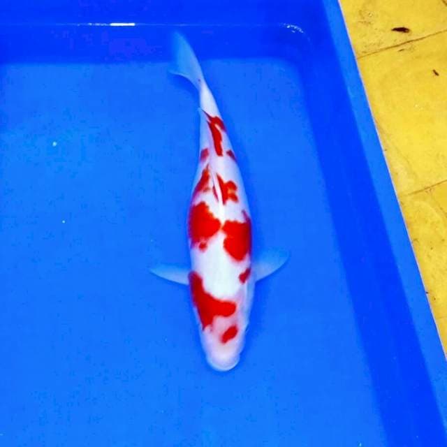 Kohaku sakura