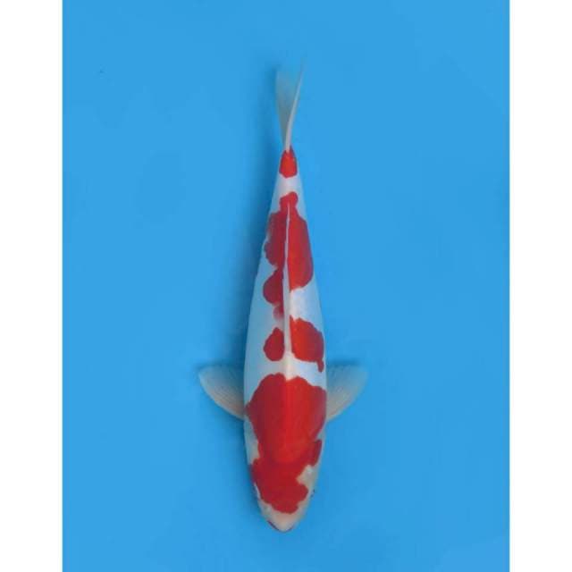 Ori Kohaku Doitsu SQ, Male - 30cm