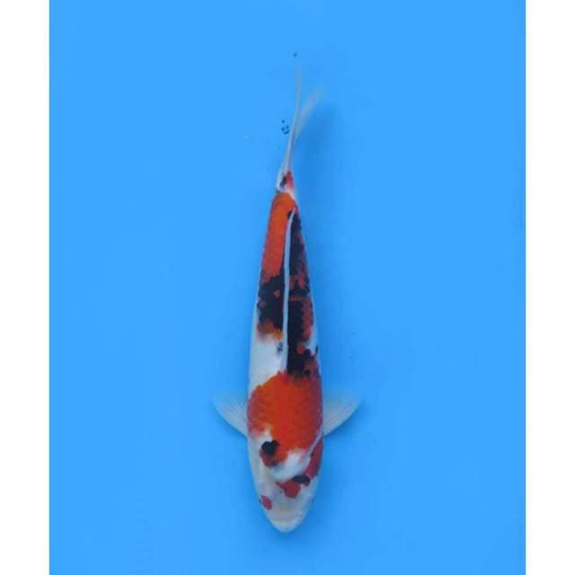 Showa Tategoi F1, Male - 40cm
