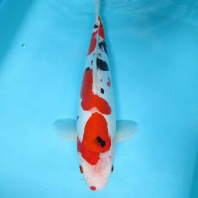 11. DAMARKOI ( SANKE DOITSU )