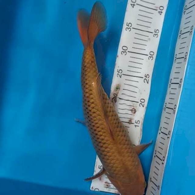 Chagoi bully 40cm