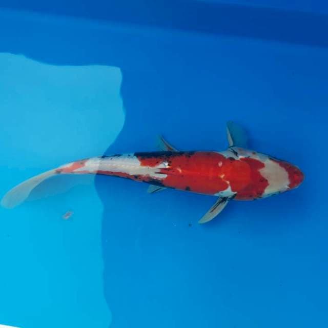 Kucibeni kumomriyu 32cm