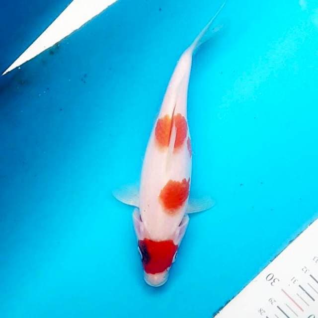 Maruten koromo 22cm