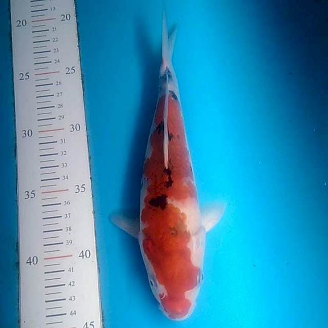 Koromo sanke 25cm