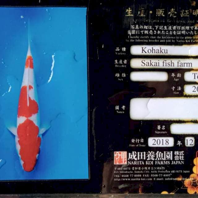 Kohaku import serti murahh