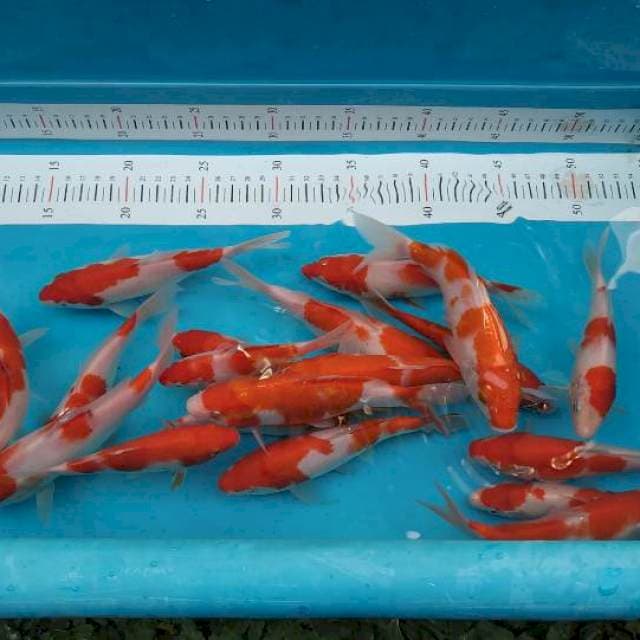 kohaku 20 ekor