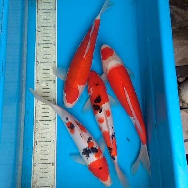 Mix 4ekor 30,33cm