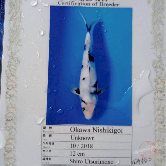 Shiro import joss okawa farm