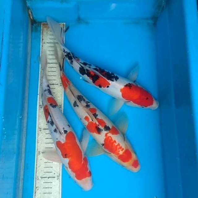 Mix doit 3ek, 31,32cm