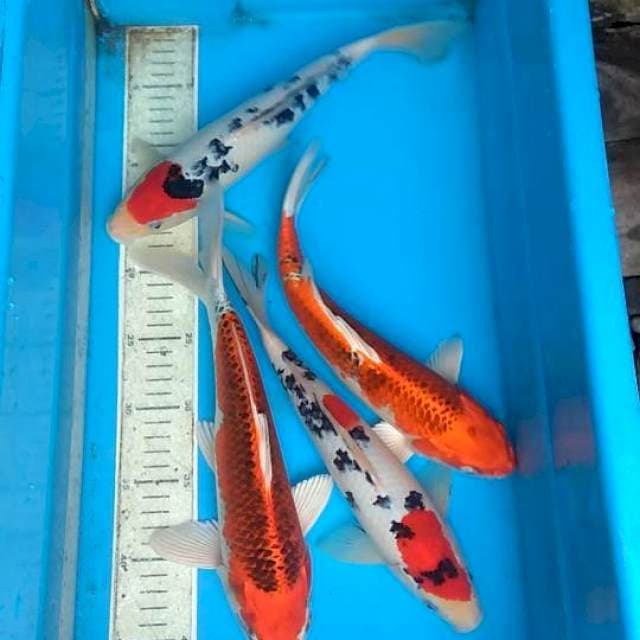 Mix 4ekor 30,32cm