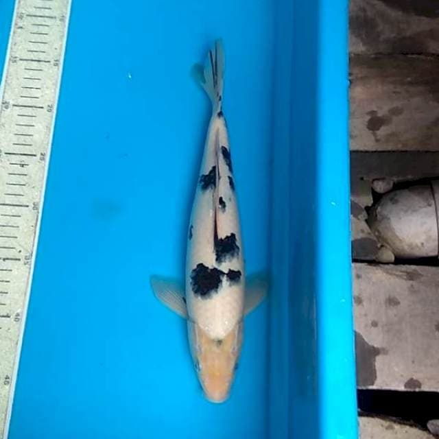 Bekko 32cm