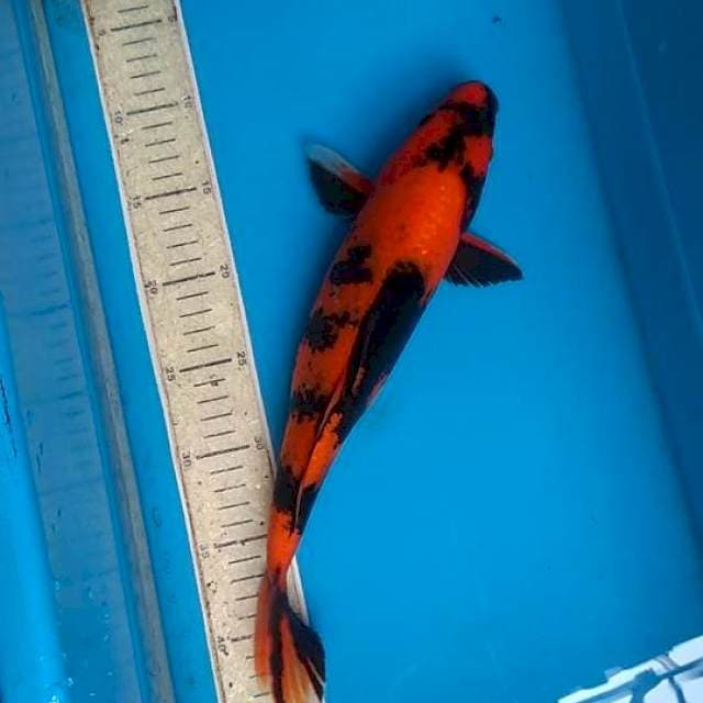 Utsuri 33cm