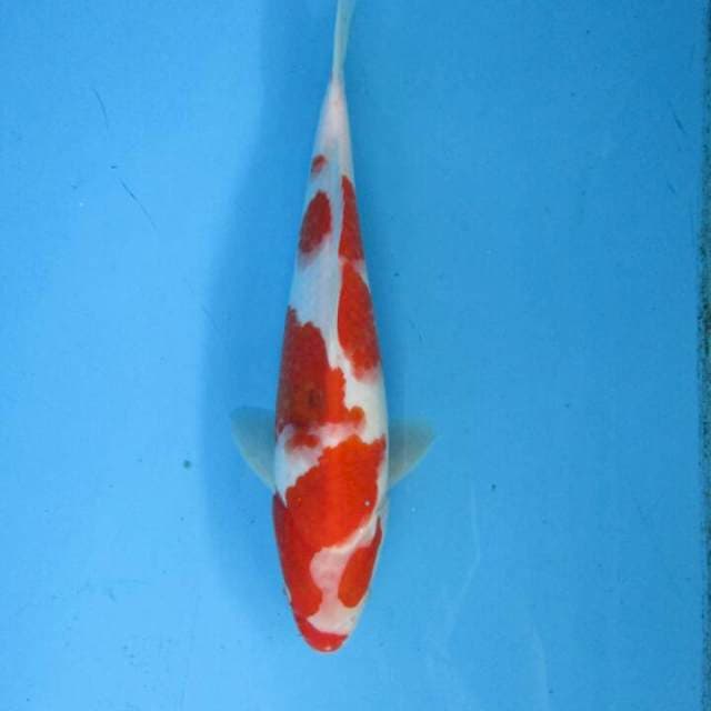 Subaki32cm