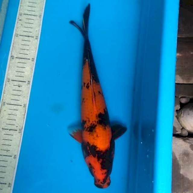 Utsuri 35cm