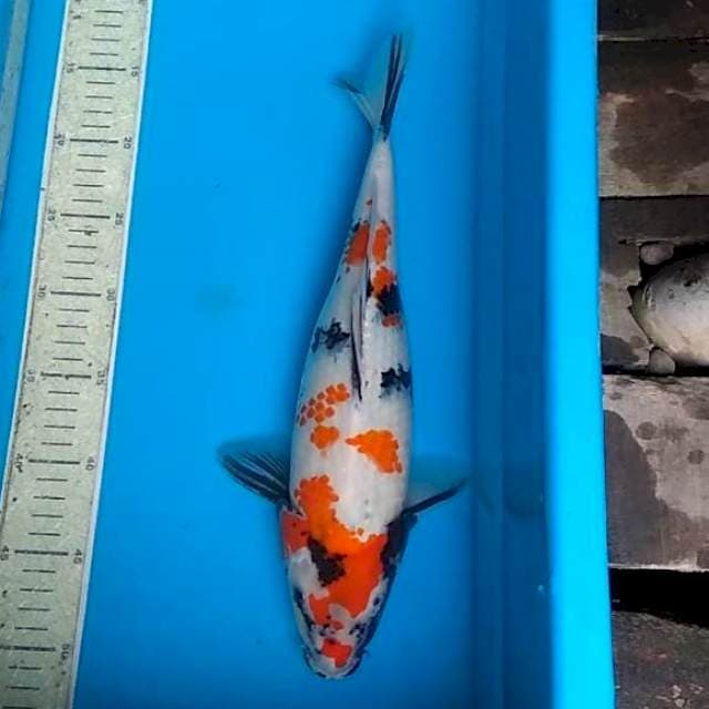 Showa 36cm