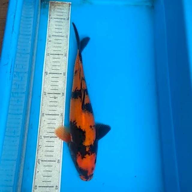 Utsuri 34cm