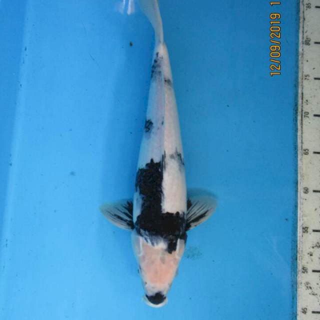 Botan40cm