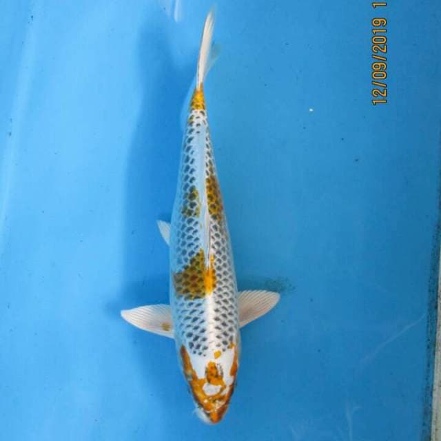 Botan30cm