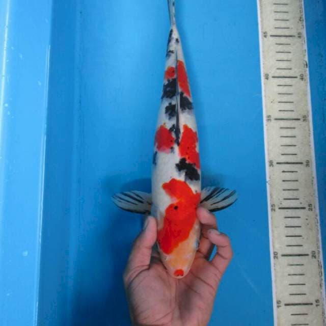 Sansoku35cm