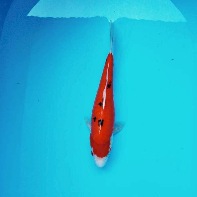 i. Aka Sanke || 33 cm