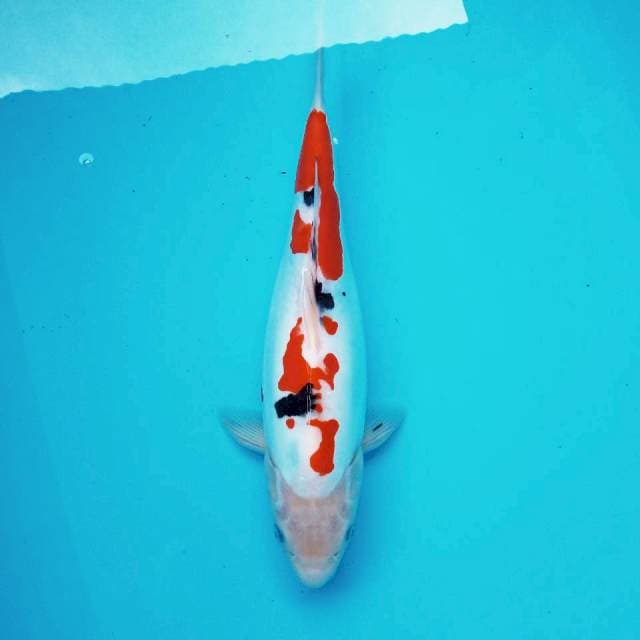 v. Big Doitsu Sanke || 34 cm