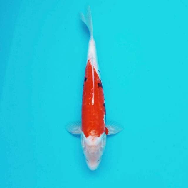 vi. Beni Kumon || 30 cm