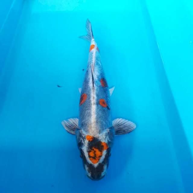 NJK - KIN KIKOKURYU