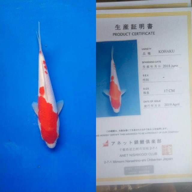 Kohaku import anett koi farm