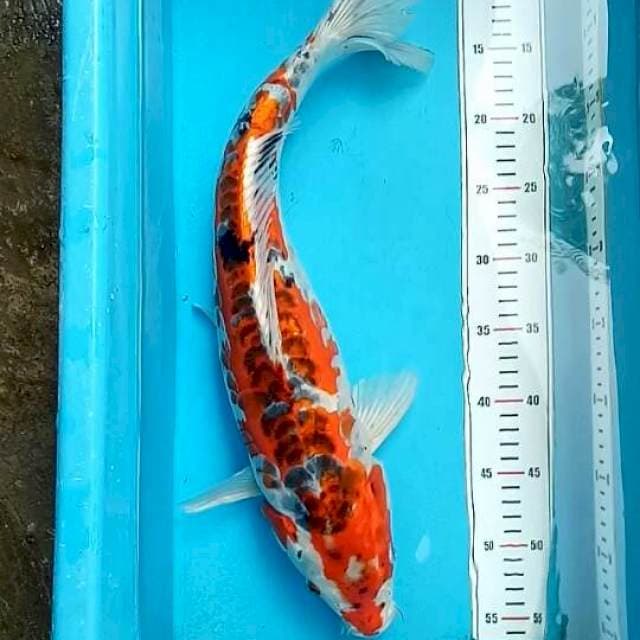 Jumbo 51cm