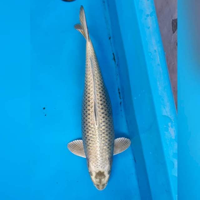Guling blink-blink 54cm