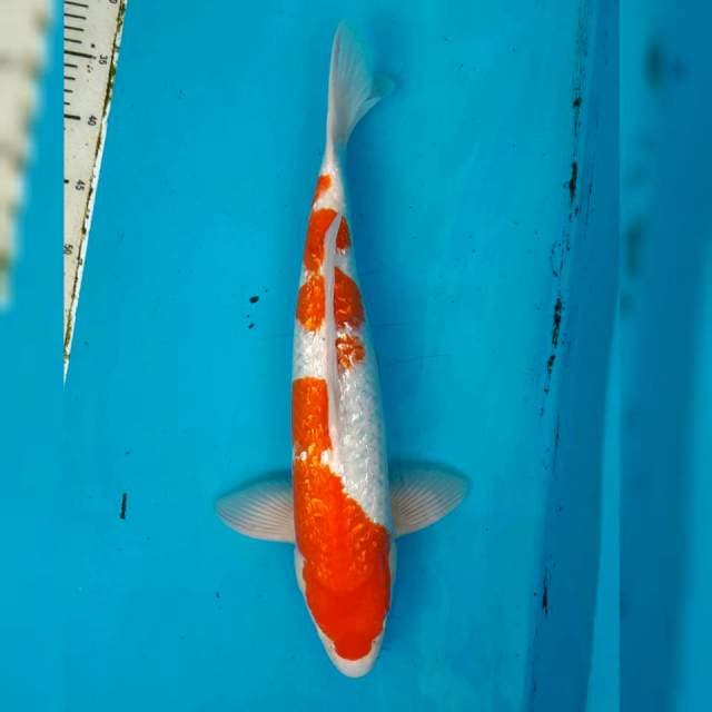 Kohaku ginrin male 47cm