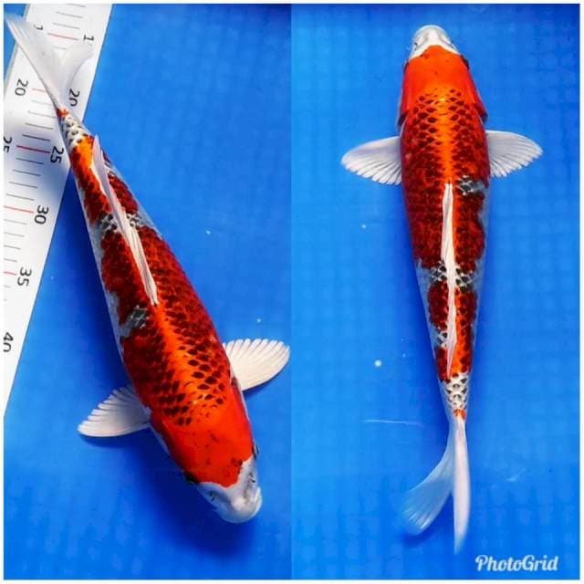 JUMBO RED KUJAKU ORIGINAL