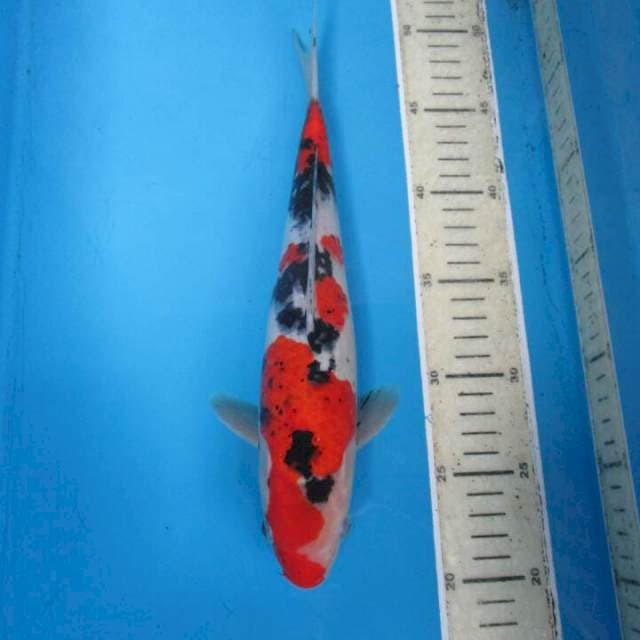 Sansoku30cm