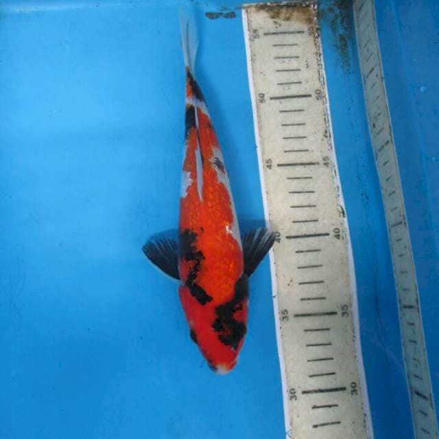 Sansoku23cm