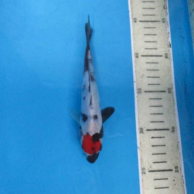 Sansoku18cm