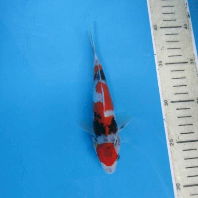 Sansoku18cm