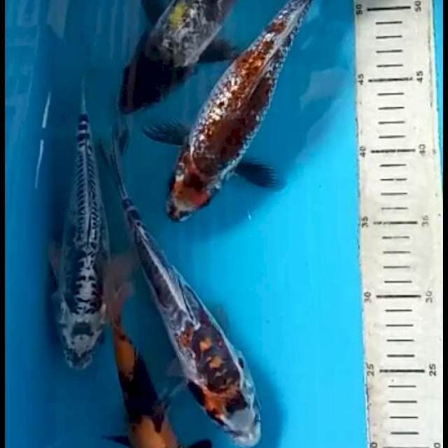 Mix 5 ekor 25cm