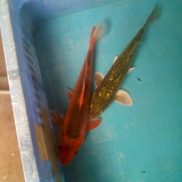 Cantik24,26cm