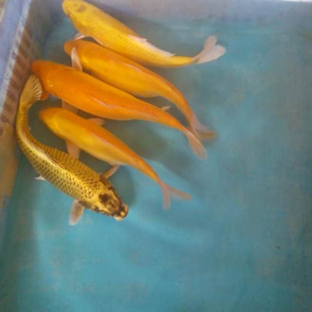 Campur22-24cm