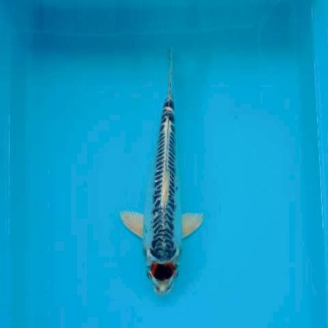 TANCHO KUJAKU 27 CM