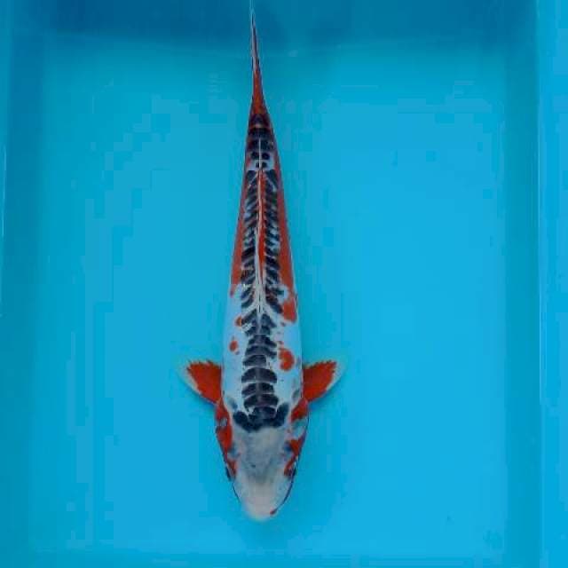 SHUSUI 33 CM