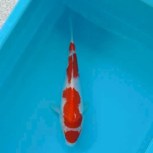 KOHAKU 27 CM